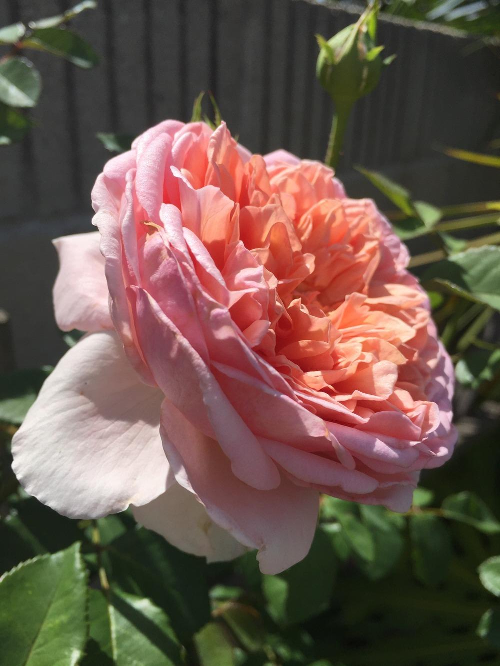 Photo of Rose (Rosa 'Abraham Darby') uploaded by mattmackay22