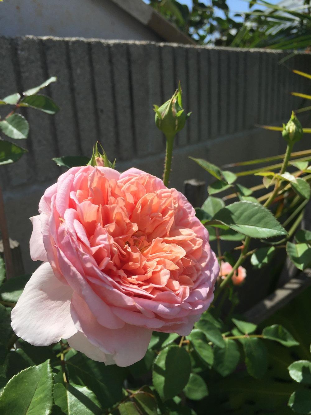 Photo of Rose (Rosa 'Abraham Darby') uploaded by mattmackay22