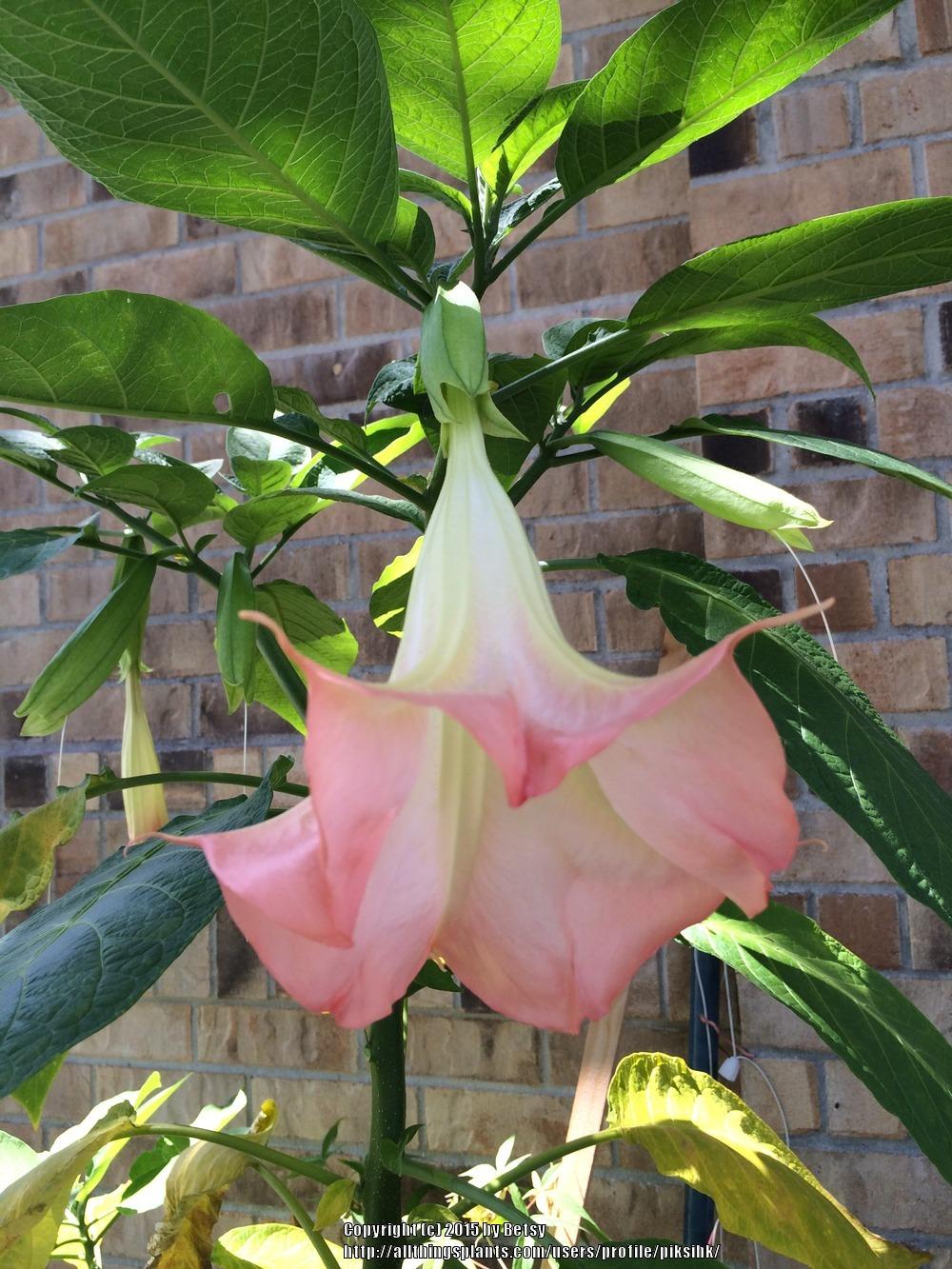 Photo of Angel's Trumpets (Brugmansia) uploaded by piksihk
