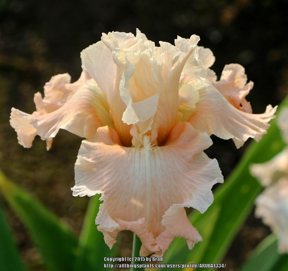 Photo of Tall Bearded Iris (Iris 'Let's Misbehave') uploaded by ARUBA1334