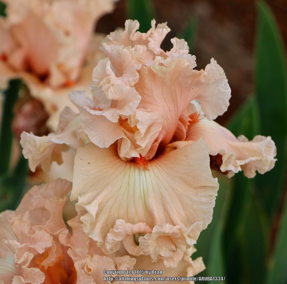 Photo of Tall Bearded Iris (Iris 'Coralina') uploaded by ARUBA1334