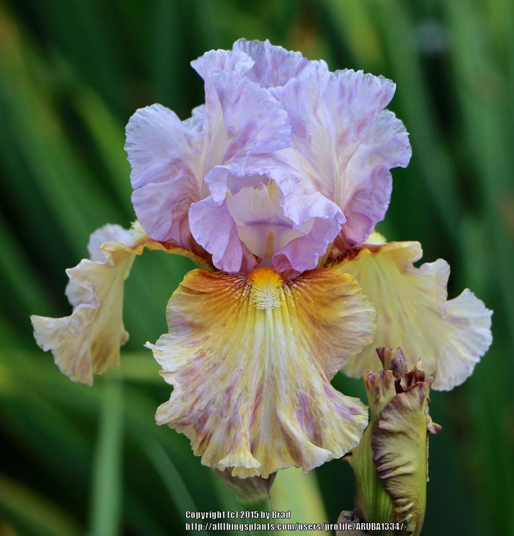 Photo of Tall Bearded Iris (Iris 'Cow Palace') uploaded by ARUBA1334
