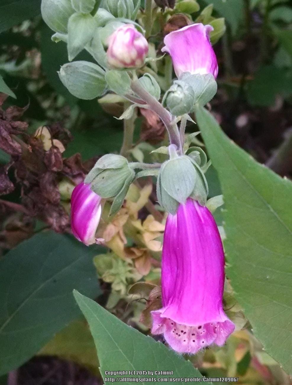 Photo of Foxglove (Digitalis purpurea Camelot™ Rose) uploaded by Catmint20906