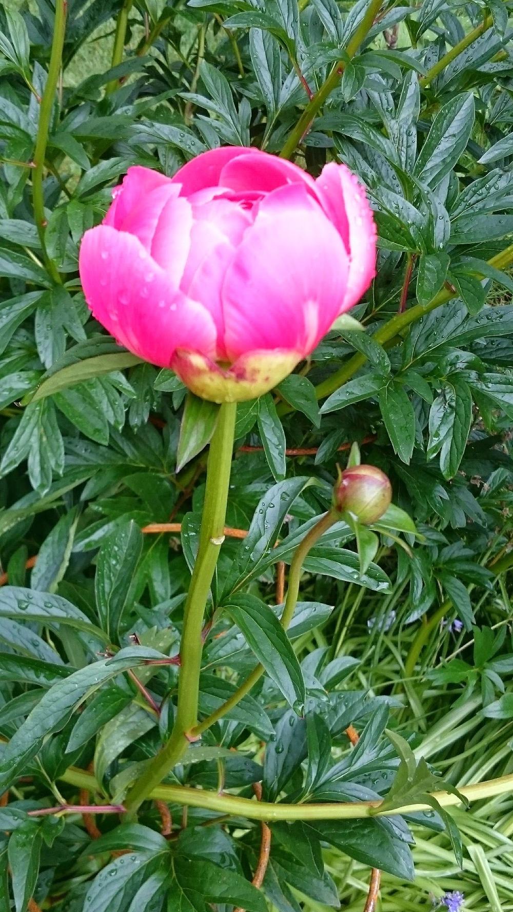 Photo of Garden Peony (Paeonia 'Coral Charm') uploaded by In2art