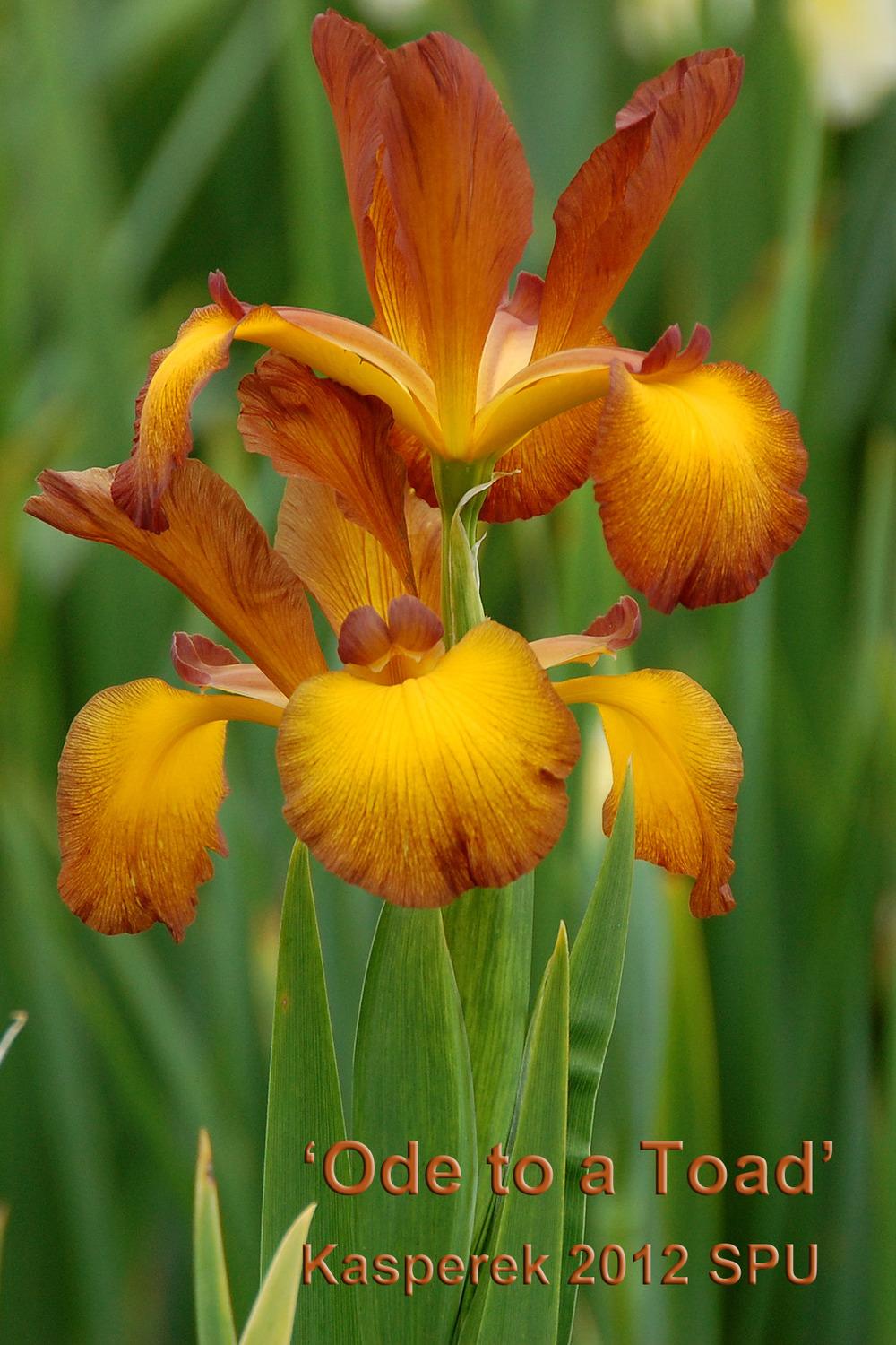 Photo of Spuria Iris (Iris 'Ode to a Toad') uploaded by Mikey