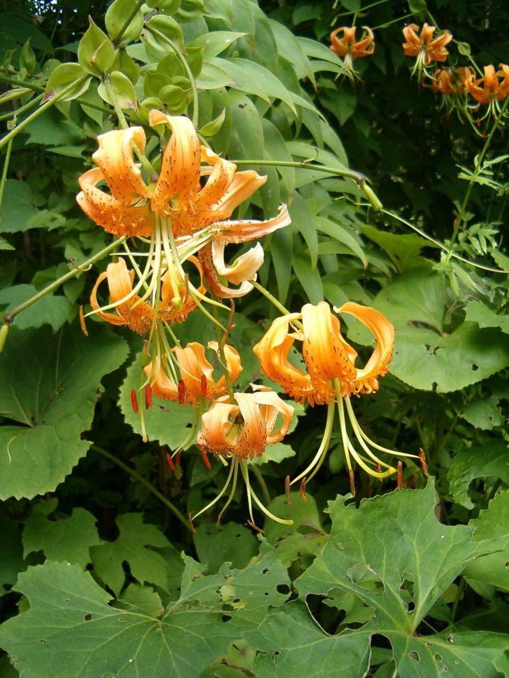 Photo of Henry's Lily (Lilium henryi) uploaded by admin