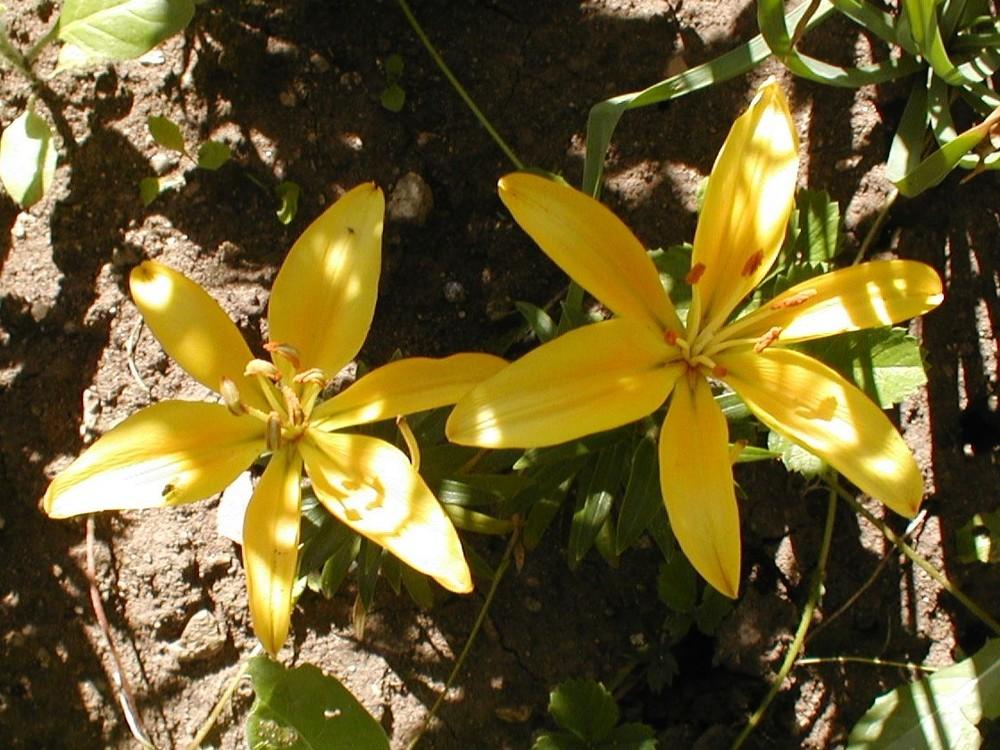 Photo of Lily (Lilium Lily Looks™ Tiny Glow) uploaded by admin