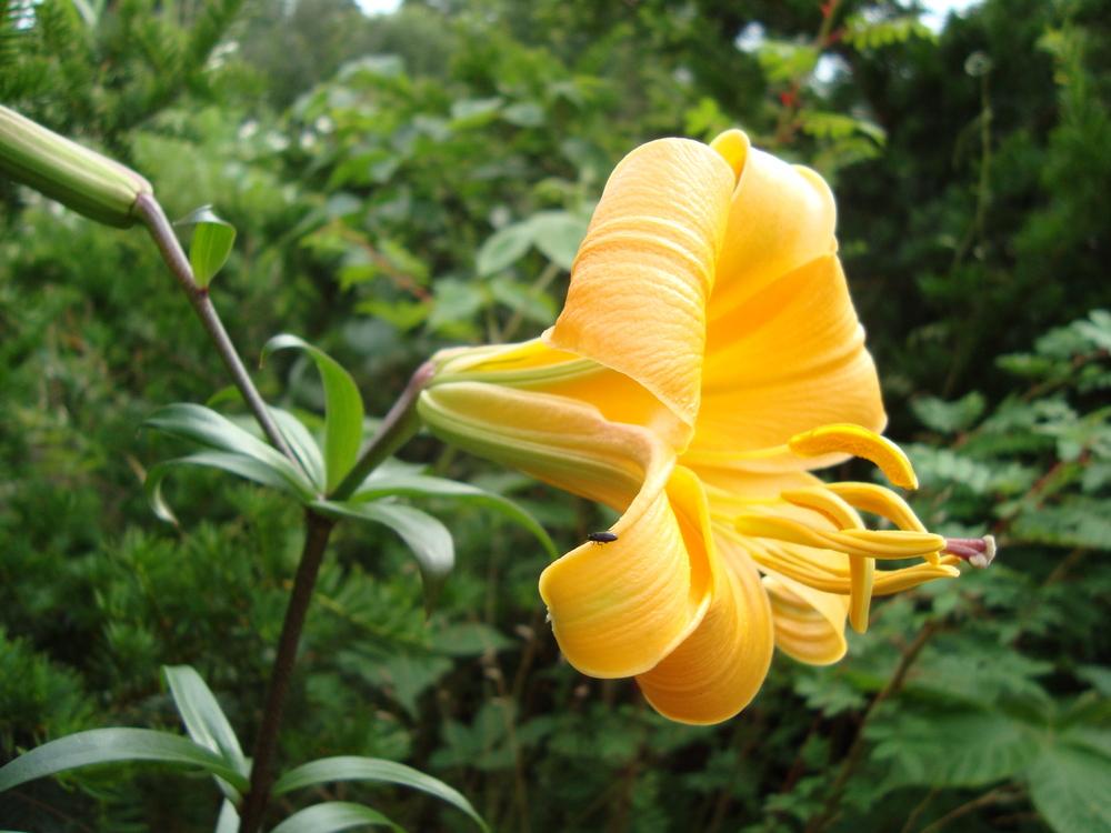 Photo of Lily (Lilium African Queen) uploaded by admin