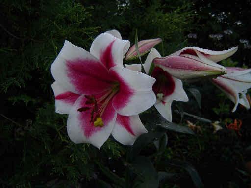 Photo of Lily (Lilium Triumphator) uploaded by admin