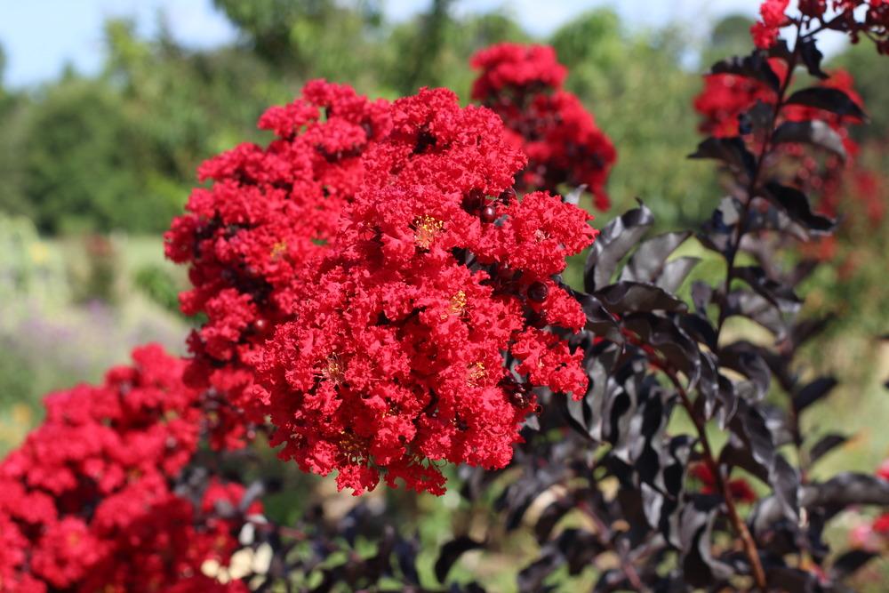 Photo of Crepe Myrtle (Lagerstroemia 'Ebony Flame') uploaded by dave