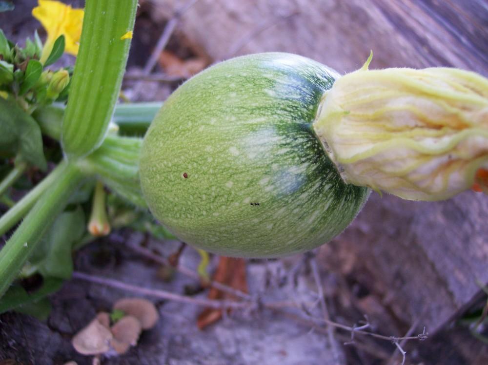Photo of Pumpkin (Cucurbita pepo 'Styrian Hulless') uploaded by farmerdill