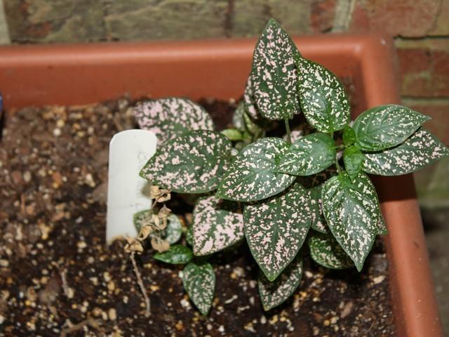 Photo of Polka Dot Plant (Hypoestes phyllostachya) uploaded by gingin