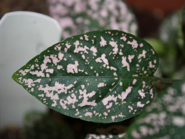 Photo of Polka Dot Plant (Hypoestes phyllostachya) uploaded by gingin