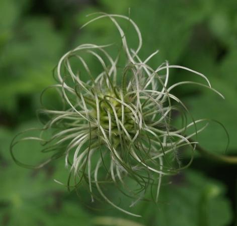 Photo of Clematis (Clematis integrifolia) uploaded by plantrob