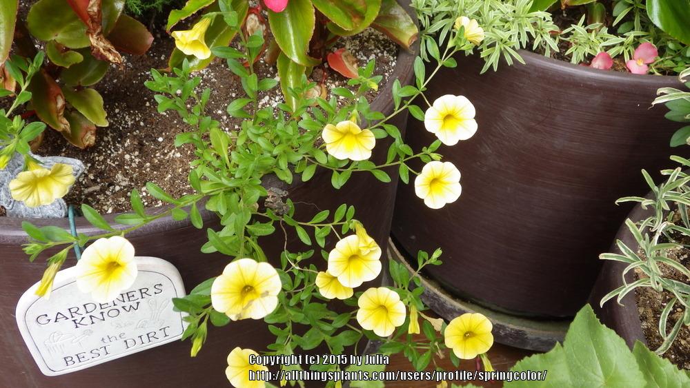 Photo of Million Bells (Calibrachoa Kabloom® Yellow) uploaded by springcolor