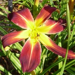 Location: SE Michigan (taken at Along the Fence Daylilies, Danville, MI)
Date: 2015-07-11
late morning, 70s