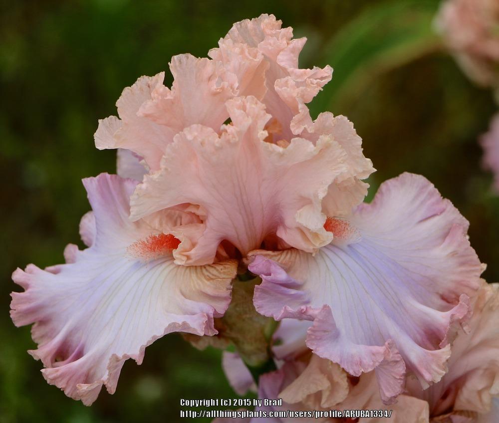 Photo of Tall Bearded Iris (Iris 'Cameo Minx') uploaded by ARUBA1334