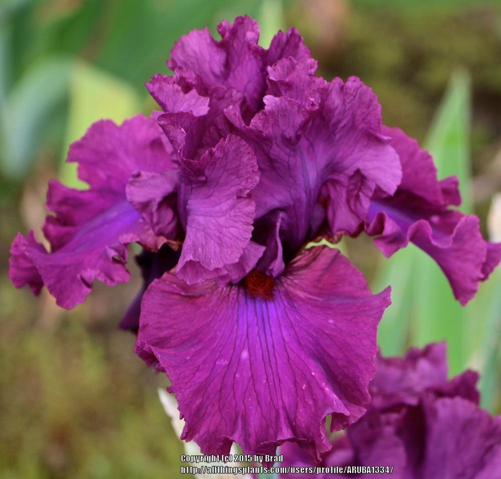 Photo of Tall Bearded Iris (Iris 'Master at Arms') uploaded by ARUBA1334