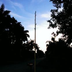 Location: Southwest Florida
Date: July 2015
This stalk is growing very rapidly. Now about 10 ft tall.