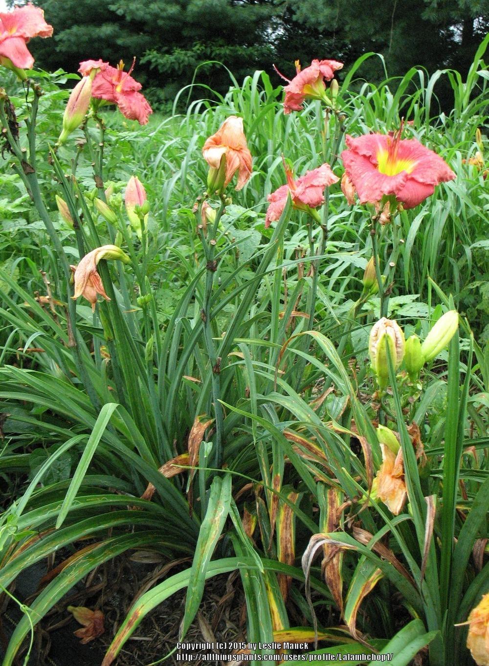 Photo of Daylily (Hemerocallis 'In the Heart of It All') uploaded by Lalambchop1