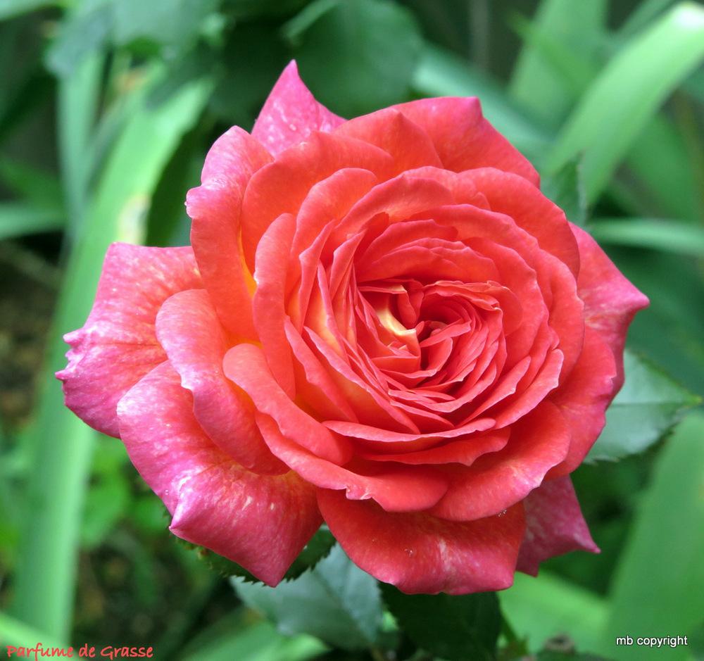 Photo of Rose (Rosa 'Parfum de Grasse') uploaded by MargieNY