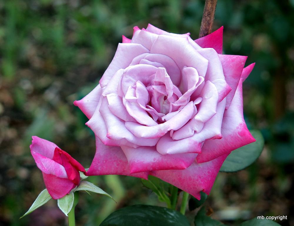 Photo of Rose (Rosa 'Paradise') uploaded by MargieNY
