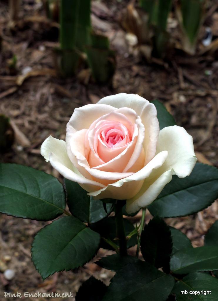 Photo of Rose (Rosa 'Souvenir de Baden-Baden') uploaded by MargieNY