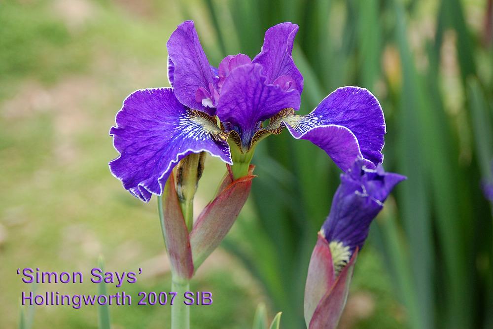 Photo of Siberian Iris (Iris 'Simon Says') uploaded by Mikey