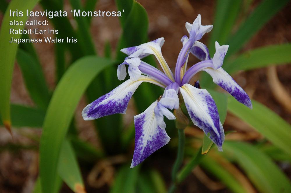 Photo of Iris (Iris laevigata 'Monstrosa') uploaded by Mikey