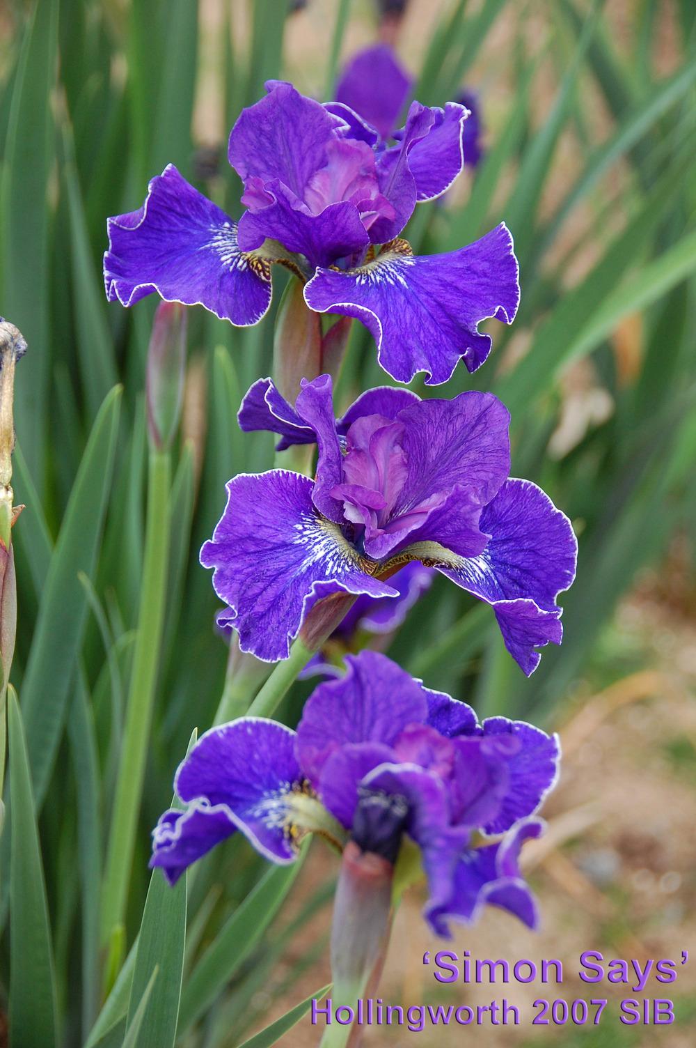 Photo of Siberian Iris (Iris 'Simon Says') uploaded by Mikey