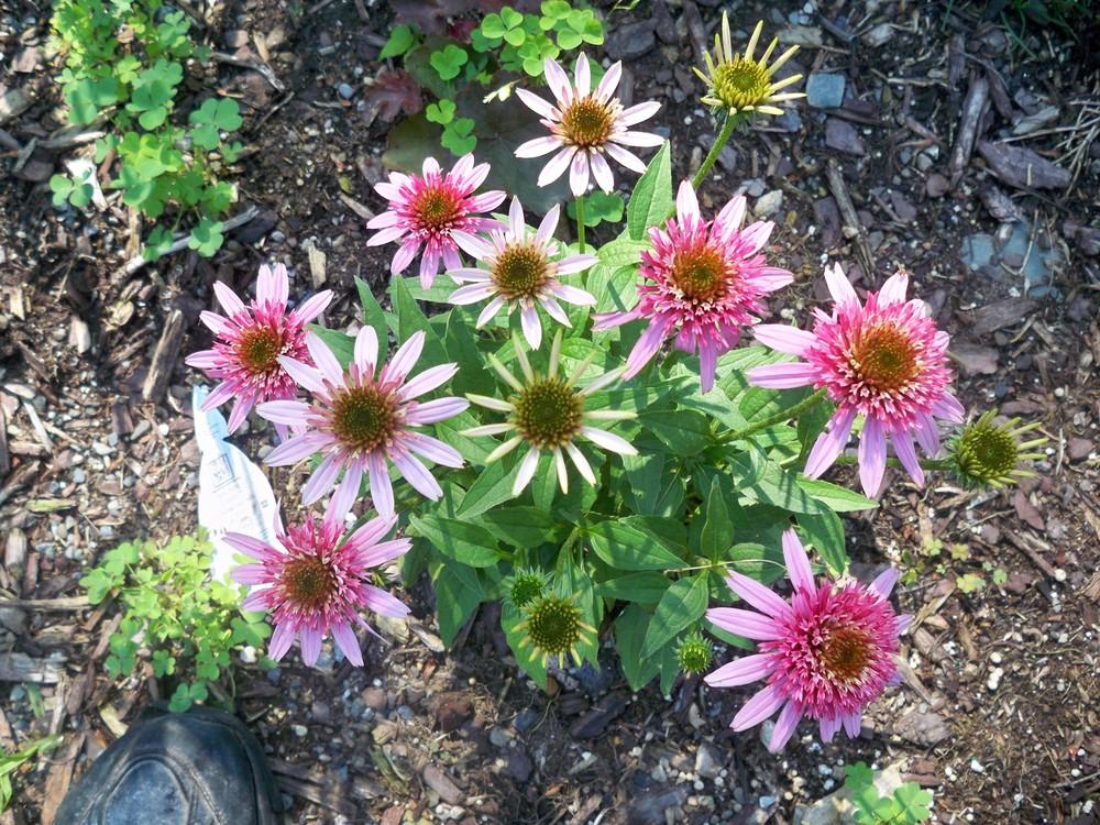 Photo of Coneflower (Echinacea Cone-fections™ Butterfly Kisses) uploaded by NJBob
