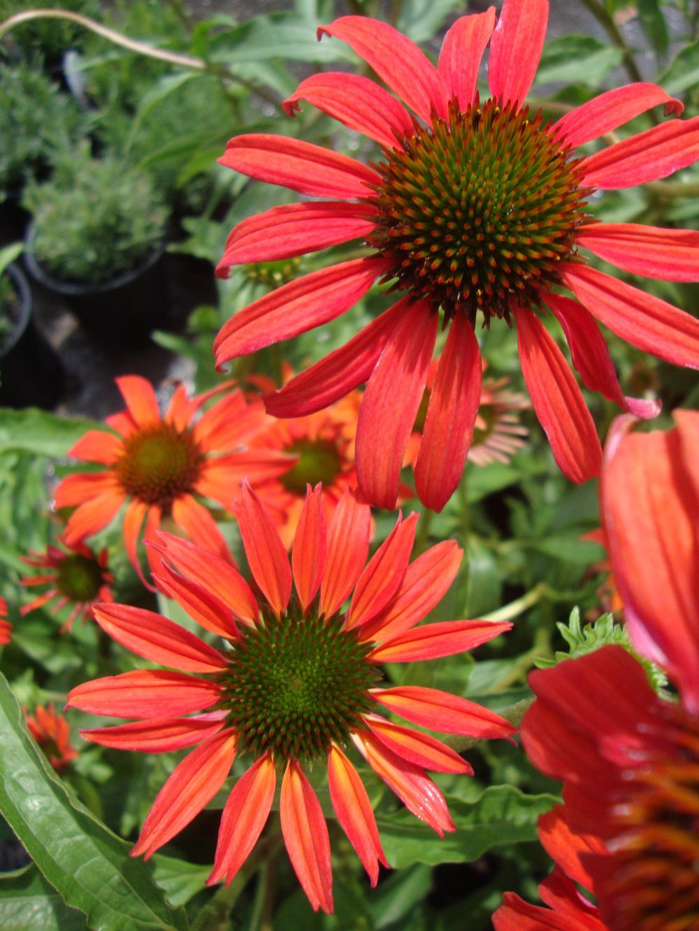 Photo of Coneflower (Echinacea 'Tomato Soup') uploaded by Paul2032