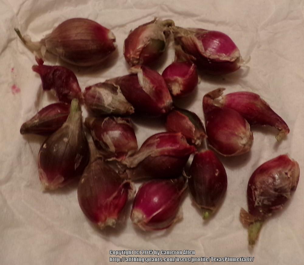 Photo of Egyptian Walking Onion (Allium x proliferum) uploaded by TexasPlumeria87