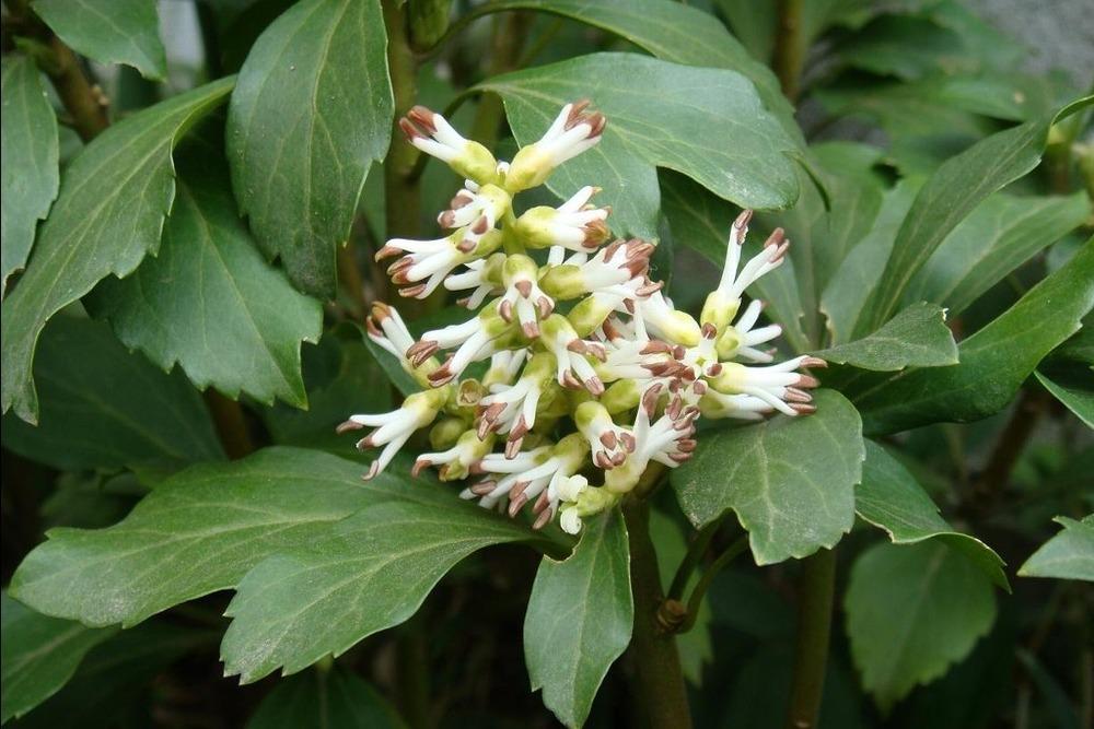 Photo of Japanese Spurge (Pachysandra terminalis) uploaded by admin