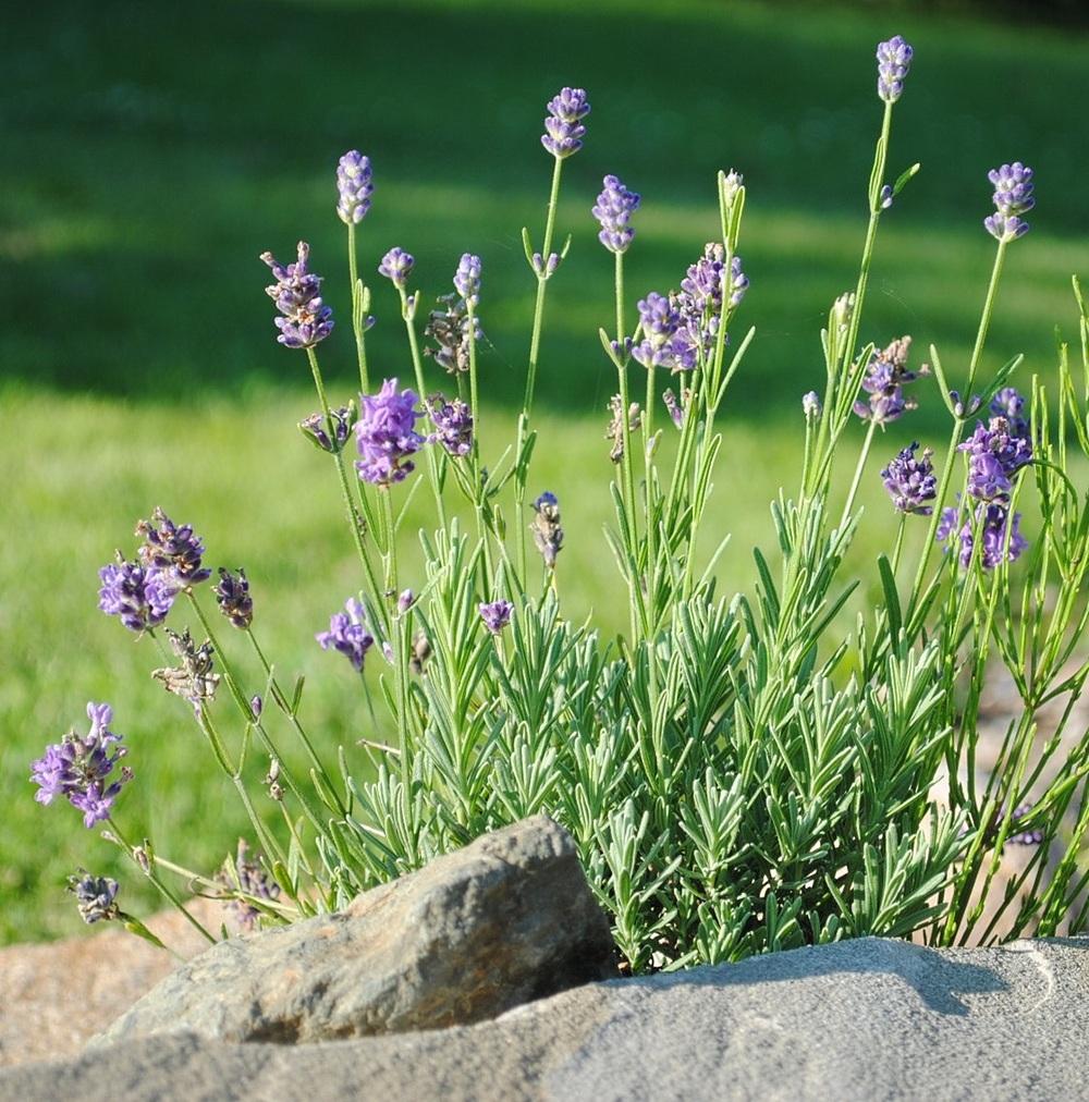 Photo of Lavender (Lavandula angustifolia 'Wee One') uploaded by chelle