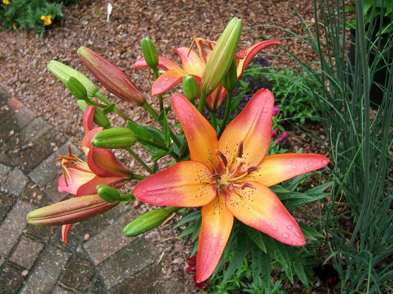 Photo of Lily (Lilium 'Royal Sunset') uploaded by pirl