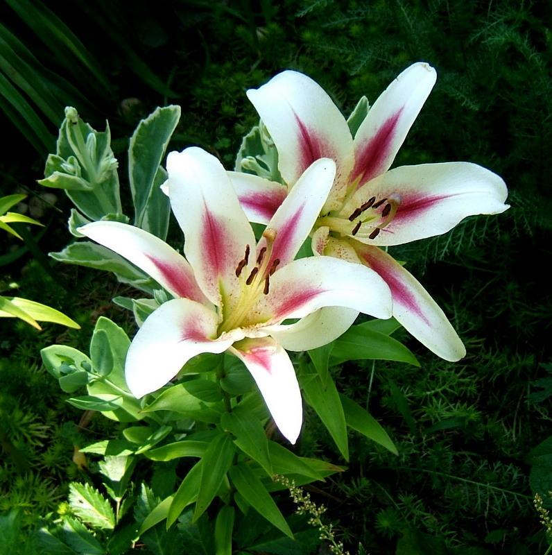Photo of Lily (Lilium 'Nymph') uploaded by pirl