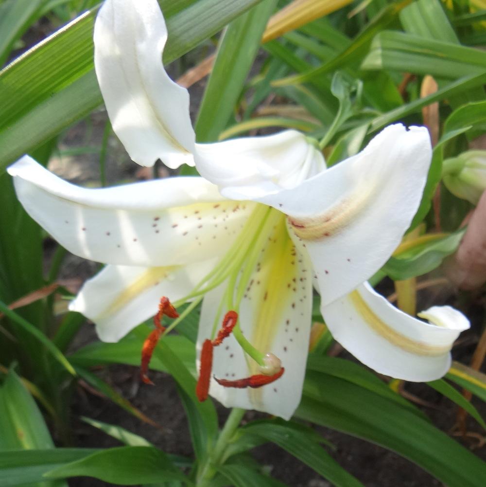 Photo of Lily (Lilium 'Garden Party') uploaded by stilldew