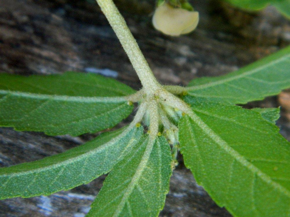 Photo of Tooth-Leaved Croton (Croton glandulosus) uploaded by wildflowers