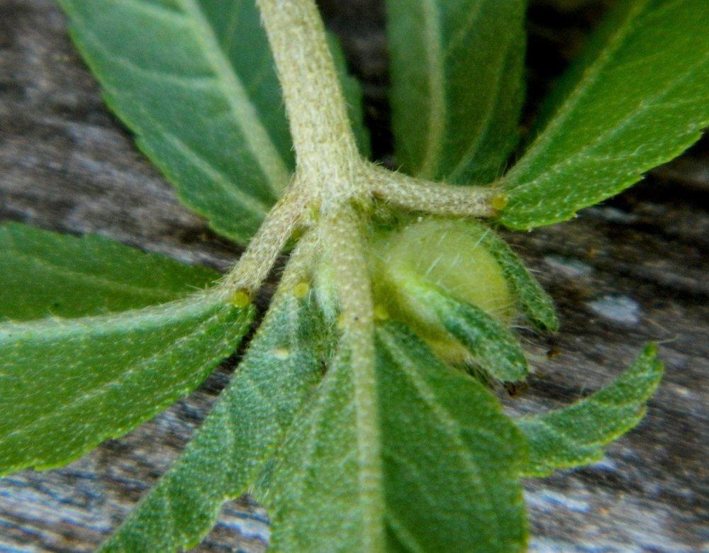 Photo of Tooth-Leaved Croton (Croton glandulosus) uploaded by wildflowers