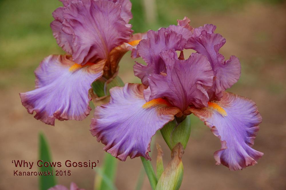 Photo of Tall Bearded Iris (Iris 'Why Cows Gossip') uploaded by Mikey