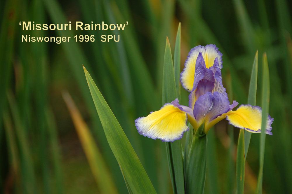 Photo of Spuria Iris (Iris 'Missouri Rainbows') uploaded by Mikey