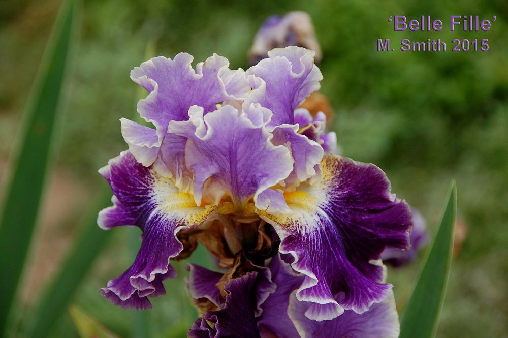 Photo of Tall Bearded Iris (Iris 'Belle Fille') uploaded by Mikey