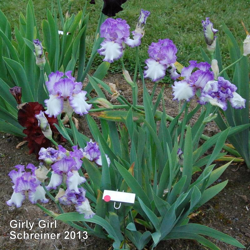 Photo of Tall Bearded Iris (Iris 'Girly Girl') uploaded by coboro