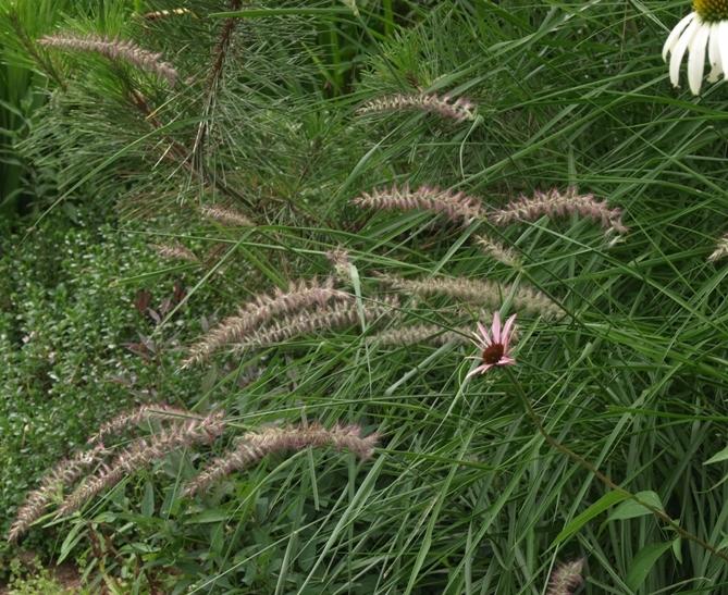 Photo of Oriental Fountain Grass (Cenchrus orientalis 'Karley Rose') uploaded by plantrob
