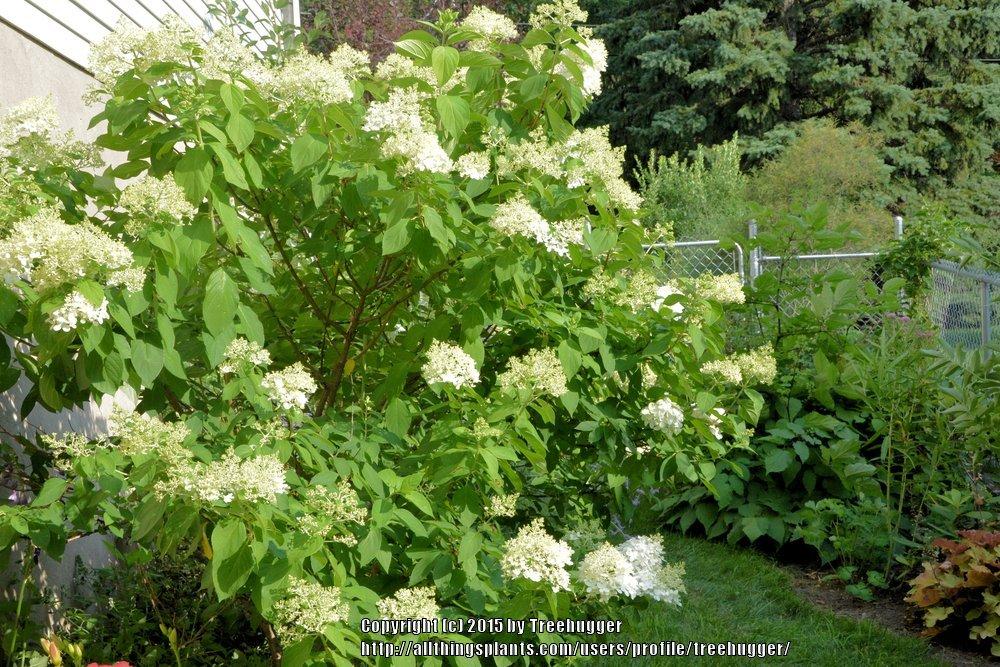 Photo of Panicle Hydrangea (Hydrangea paniculata Limelight™) uploaded by treehugger