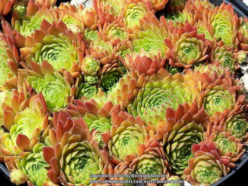 Photo of Hen and Chicks (Sempervivum 'Malby's Hybrid No. 2') uploaded by turini