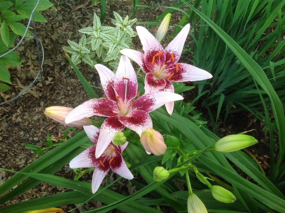 Photo of Lily (Lilium 'Dot Com') uploaded by Cookies4kids