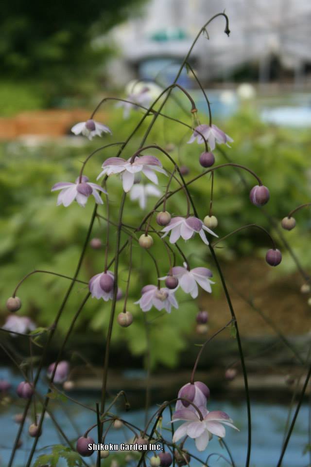 Photo of False Anemone (Anemonopsis macrophylla) uploaded by Joy