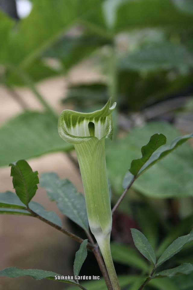Photo of Jack-in-the-Pulpit (Arisaema yamatense) uploaded by Joy